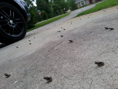 welele:  best-of-imgur:  After a lot of rain here in FL these baby frogs appeared. They eerily all faced the same direction.http://best-of-imgur.tumblr.com  Ya están aquí…