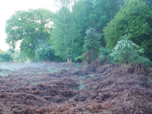 After rain.Bintree Woods, Norfolk11th May 2022