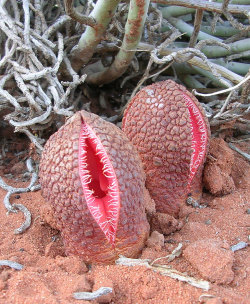 jibblyuniverse:  sixpenceee:  Hydnora africana is fleshy flower that is found in southern Africa, is known for having the appearance of female genitalia. It smells like feces. This is effective as it given that the pollinator of choice is the dung beetle.