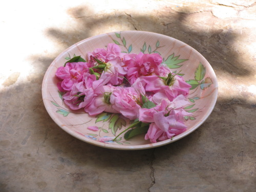 yassikhanoom: Making rosewater in Kashan, Iran 2005 Yassi Khanoom