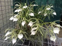 orquidofilia:  Brassavola nodosa. Orchidaceae: Laeliinae. By  Judy Robbins‎. [x] 