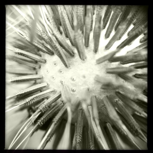 Macro view of a dandelion with an iPhone lens attachment.