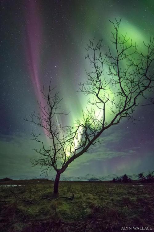 The Aurora Tree, Iceland [2046x3073]