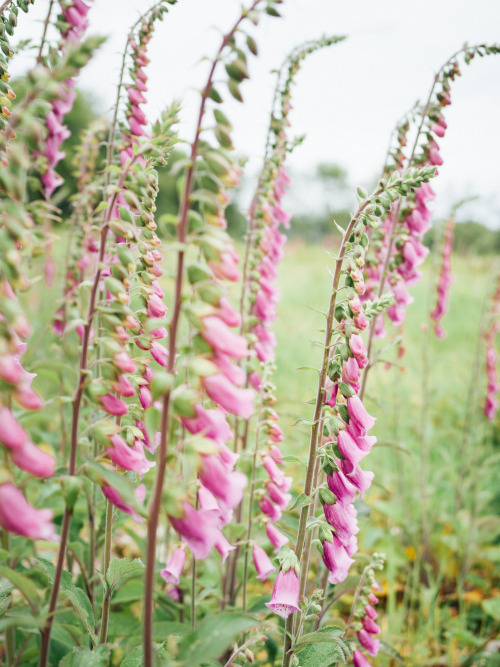 Foxglove Fields, SomersetPhotographed by Freddie Ardley 