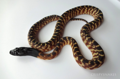 crispysnakes: 2014 Yellowjacket line Black Headed Python (Aspidites melanocephalus) Produced by Dere