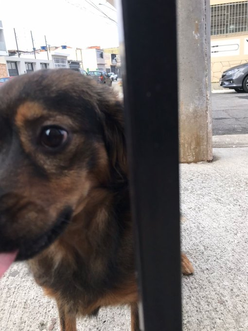 cyberglittter:cyberglittter:i’ve shared about this dog before, he used to be in front of my apartment. almost everyone who lives here gave him food and love BUT not everyone likes him, cruel people are threatening him.i’ve talked to one of my neighbors