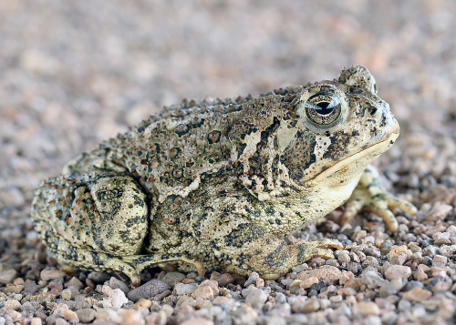 rhamphotheca:toadschooled:You can thank Brad Wilson on Flickr for these stunning portraits of a Great Plains toad, Anaxyrus cognatus, photographed in Colorado National Forest.Whoa, that is one sexy Bufonid!