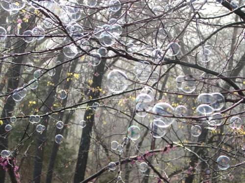 sixpenceee:  If you blow bubbles on a cool, wet day this happens. If you want your bubble to be strong and last longer just add corn syrup. (Source)(Unbreakable Bubbles Recipe)