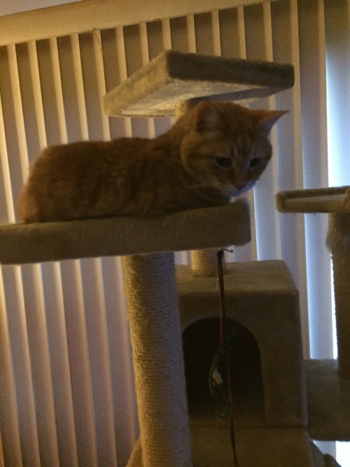 unflatteringcatselfies:This is Dyson, my fat, angry, little loaf of pumpkin bread