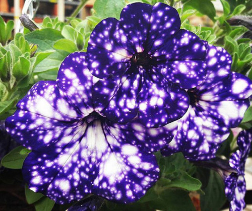 sixpenceee: Known as Petunia cultivars, Night Sky Petunias are a deep purple flower that’s character