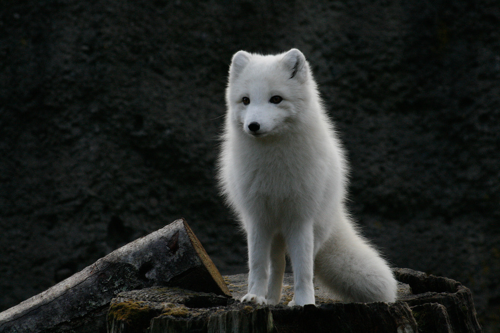 everythingfox: As you roam lost in a forest, a fox helps you find the path to an