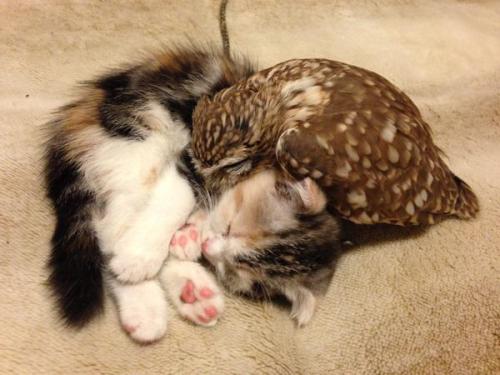 feathercut:Kitten and owlet friendship (source)