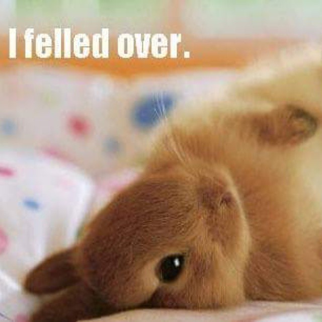 Bunny felleth over. #HappyEaster #Bunny #CutenessOverload #toocute #sillyrabbit