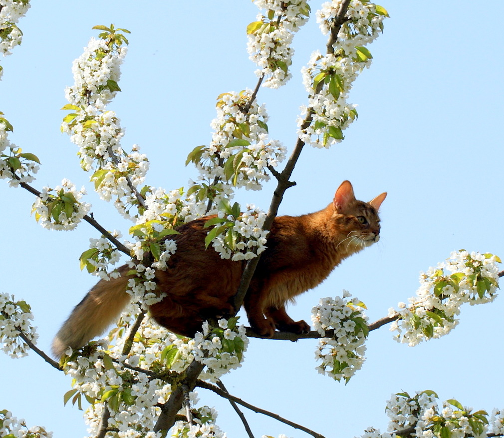 mostlycatsmostly:  (via Bilderupload1969)