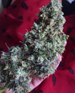 doobiedrewbie:  Some home grown dank. ❤️