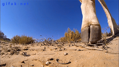 Animated Gifs