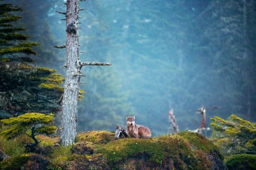 sisterofthewolves:  Picture by Ian McAllister