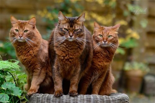 that-catholic-shinobi:They all look like they’re dropping the hottest album of the year Jellic