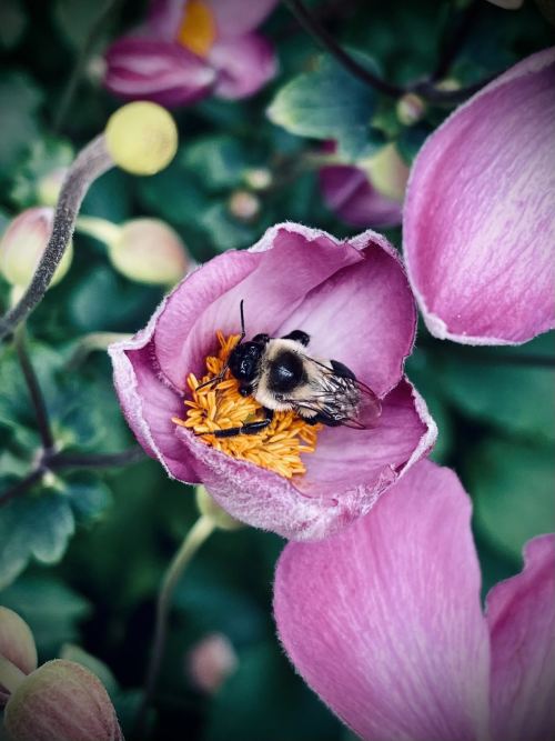 busy bee at the garden of the The Met Cloisters