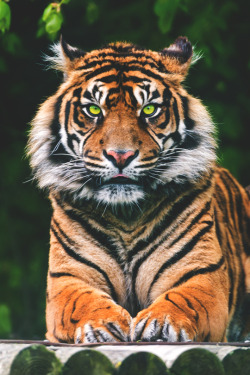 imposingtrends:  Sumatran Tiger Resting |