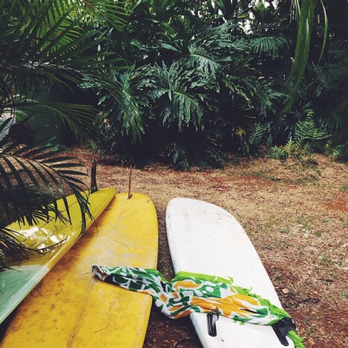 ele-pha-nt: tropical-bae: i follow back all tropical blogs❁☯ ☼ tropical blog following back simil