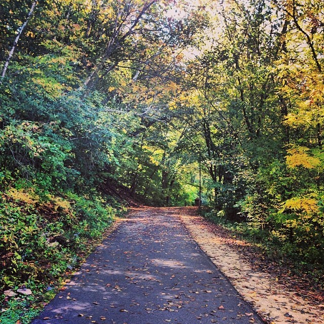 tinashenow:  Fall foliage 💚🍁 