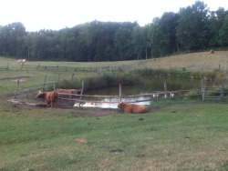 mariasklodowskacutie:  cows chlling by the pond