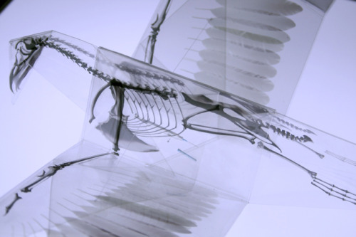 seluded:Oritsunagumono: X-Ray Origami by Takayuki Hori Takayuki Hori has created this stunning ser