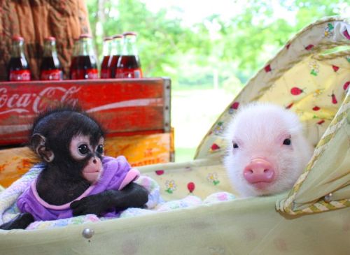 dailypiggie:  #159 aww <3