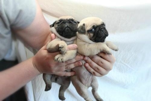 BABY PUGS