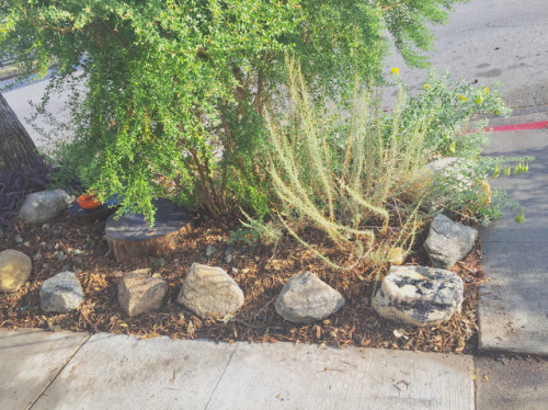 Did some “Lasagna Mulching” last night #killyourlawn #californianativeplants #decolonize