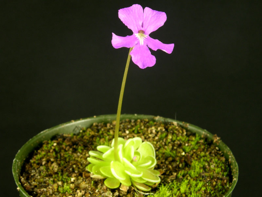 TODAY I LEARNED CARNIVOROUS SUCCULENTS EXIST