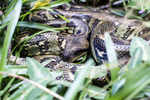 Sleeping python by IamNotUnique on Flickr.