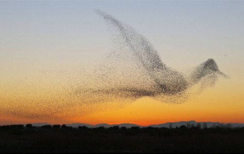 amazinglybeautifulphotography:A murmuration of starlings assumes the shape of a bird mid flight. - i