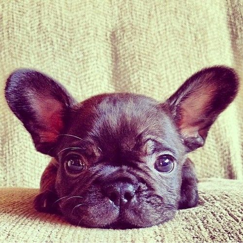 French Bulldog. 