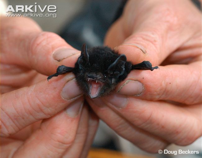 jadesandslash:  I absolutely love tiny bats and you should too Just look at them!!!