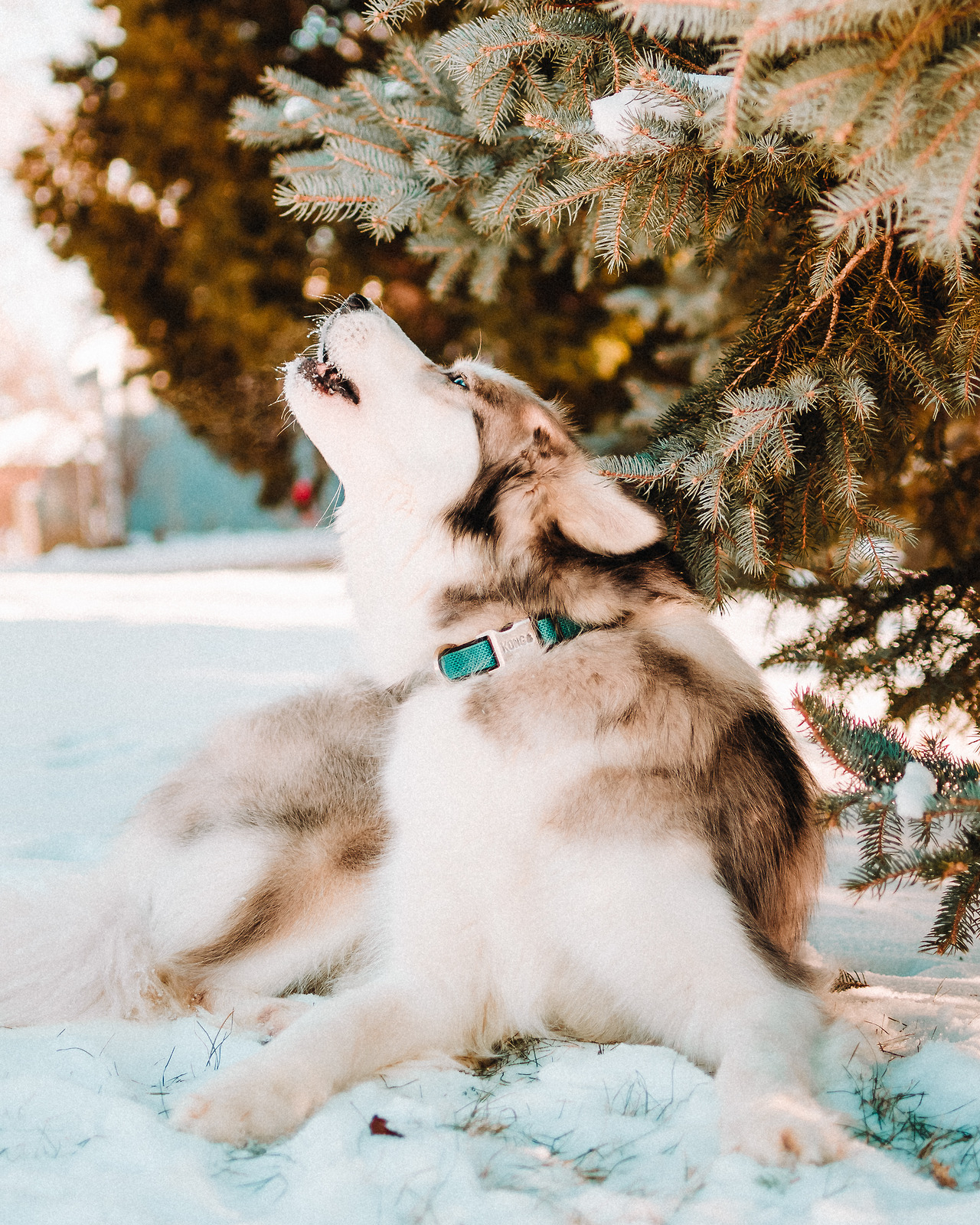 My huskies loves the winter ❄️❤️