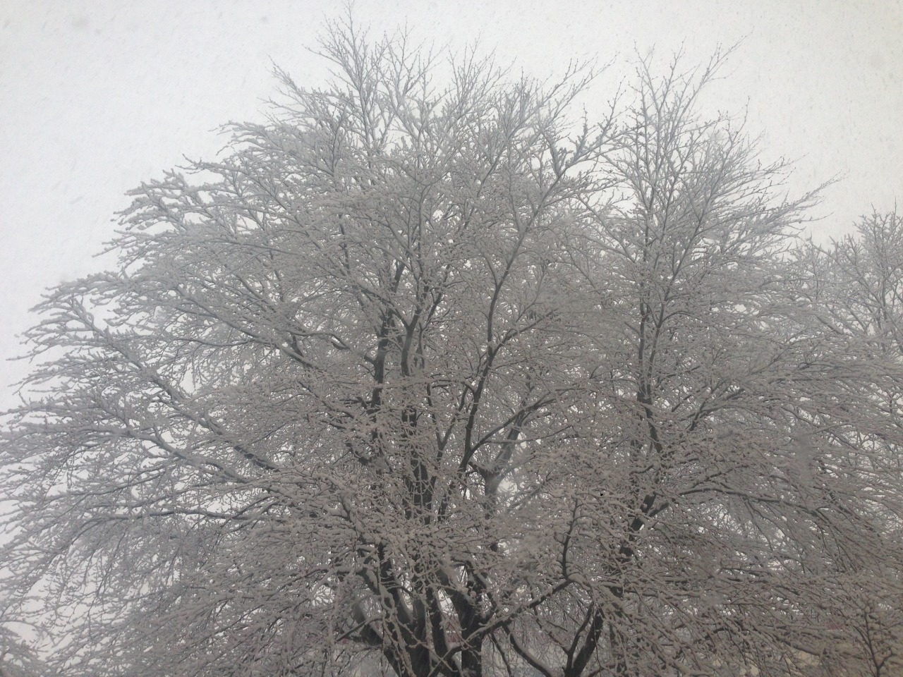 childoflamb:  last winter 