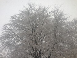 Childoflamb:  Last Winter 