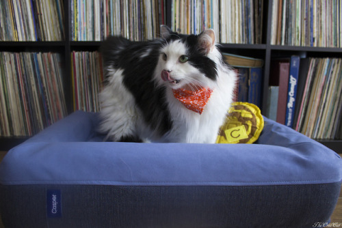 theoreocat: All ready for breakfast in bed with is new gift from Casper ️ 