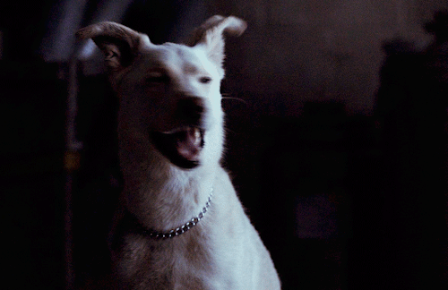 catmanblakes:Krypto the Superdog in Titans ep.6