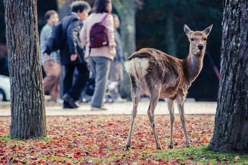 Sika Deer in Nara Park (奈良公園) Japan by TOTORORO.RORO on Flickr.