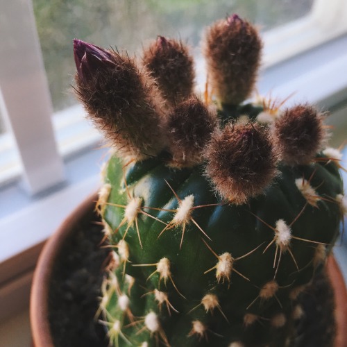 February-April 2015 First blooming of my cactus