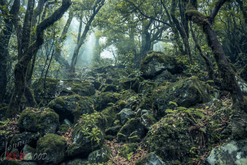 Madeiran Nature by Jonathan Redhood website | facebook | Instagram
