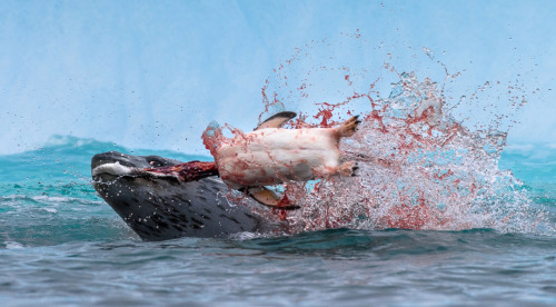 Leopard seal rips apart a penguin.