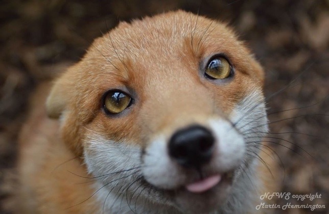 everythingfox: Pudding the fox, too friendly to be released back into the wild 