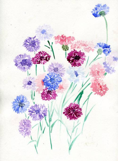 havekat:   Bachelor ButtonsWatercolor On Hot Press Cotton Paper2015, 9"x 12"Bachelor Buttons, Cornflowers, Centaurea On Etsy 