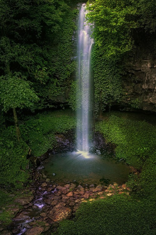 Porn photo sublim-ature:  Dorrigo NP, AustraliaJay Daley