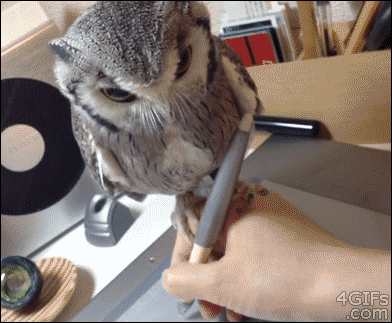 Baby Animal Posts