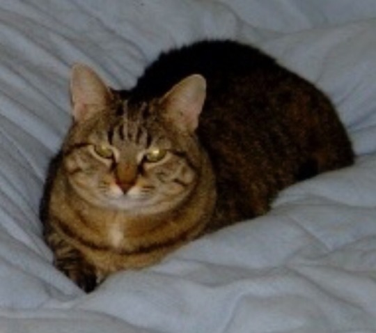 catsuggest: catsuggest:  aquilacalvitium:   catsuggest:   it is bedtime o'clock evorybody ! pls get into bed & become sleep now. good nighte !    I LITERALLY JUST WOKE UP   irrelevont. sleep now or else    he has alreadé decreed good nighte . donot